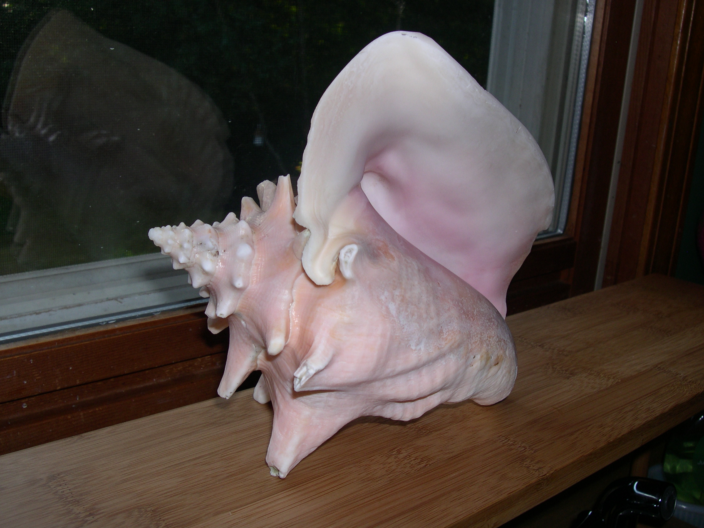 Strombus gigas