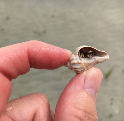 hermit crab in juvenile crown conch shell