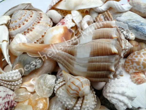 juvenile and adult lightning whelk seashells