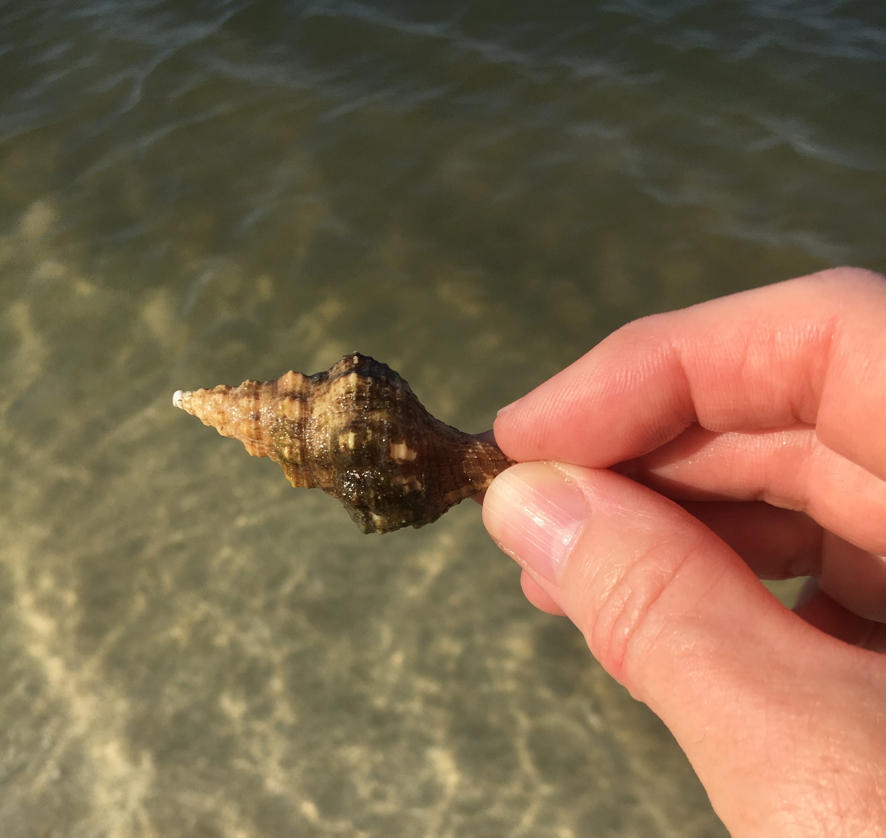 juvenile horse conch shell