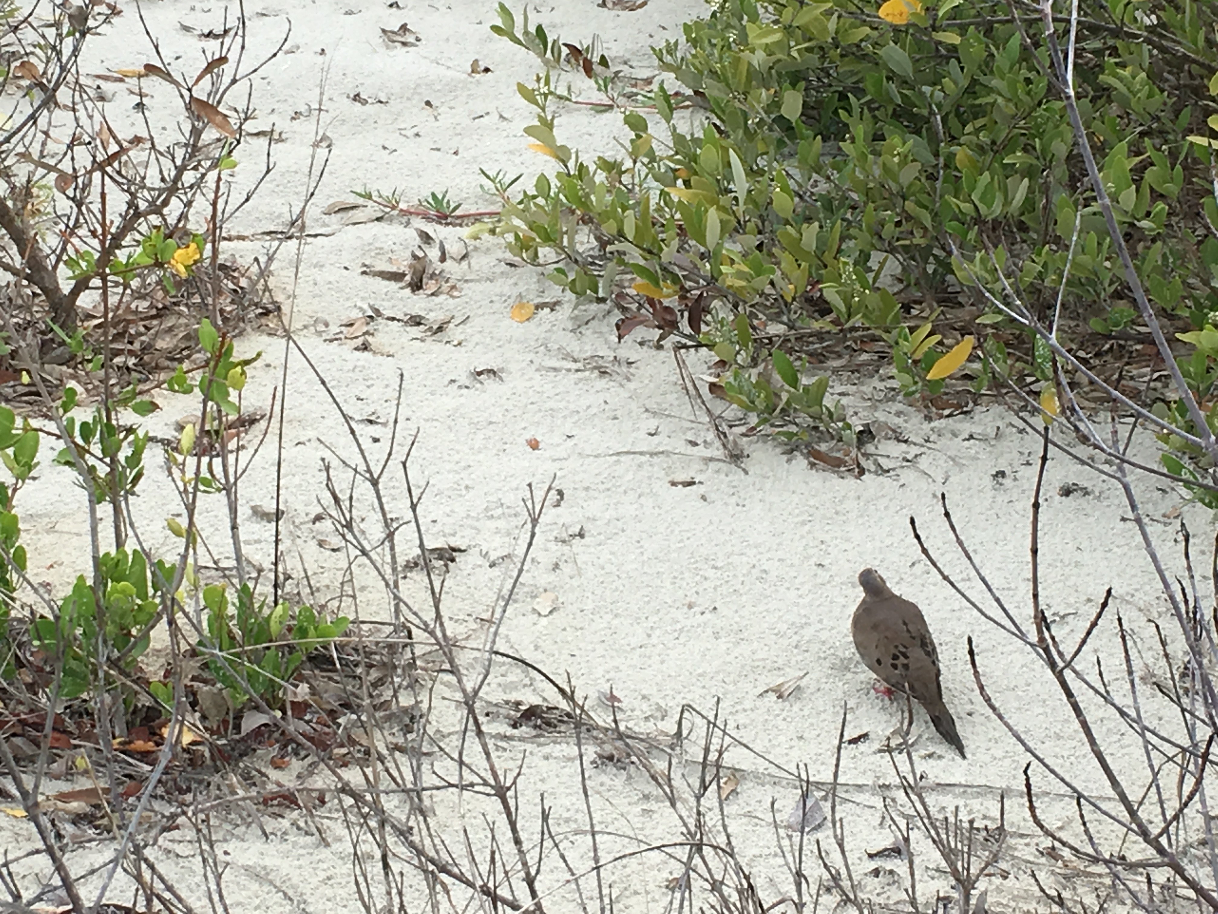mourning dove in sand