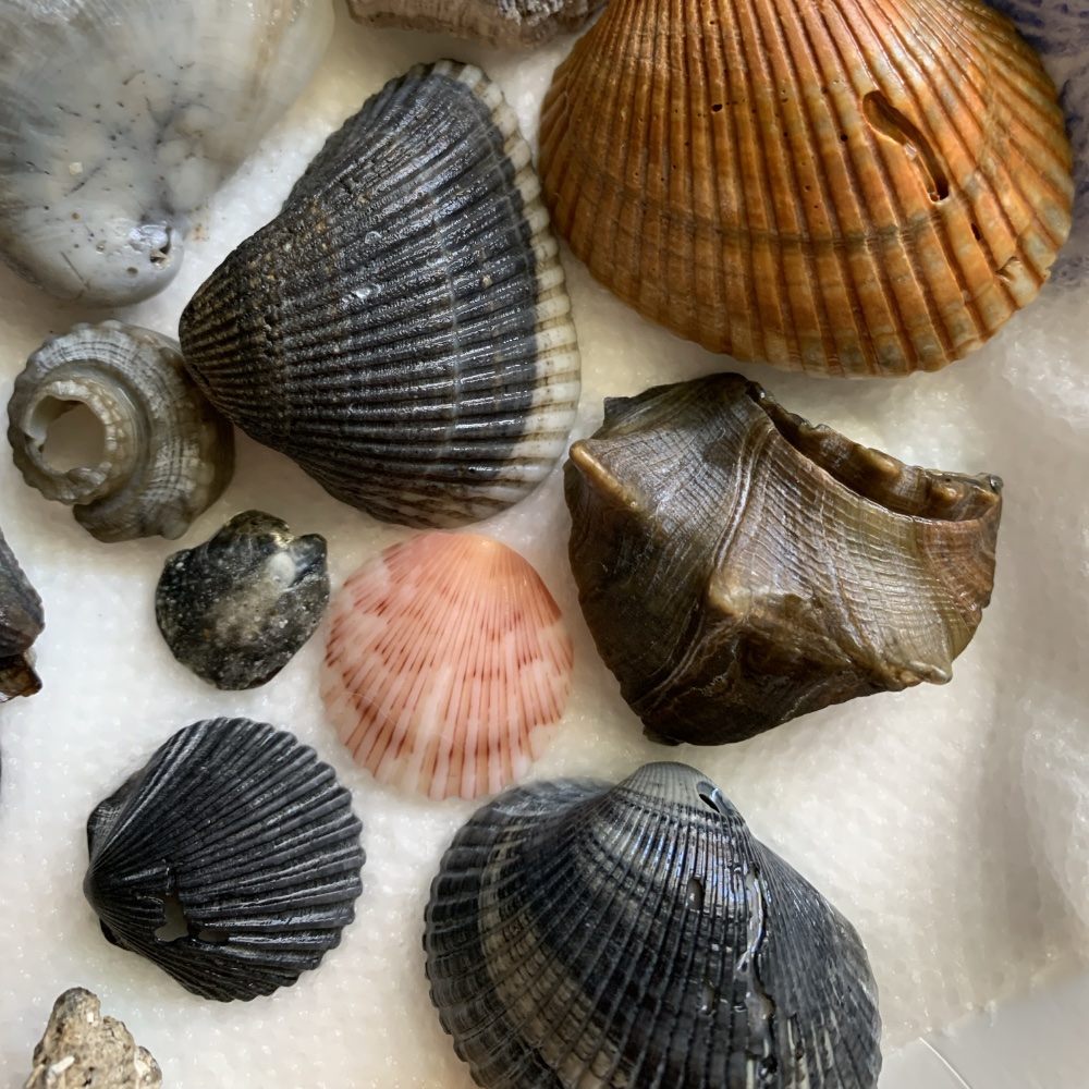 black seashells