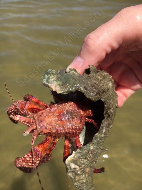 giant red hermit crab florida