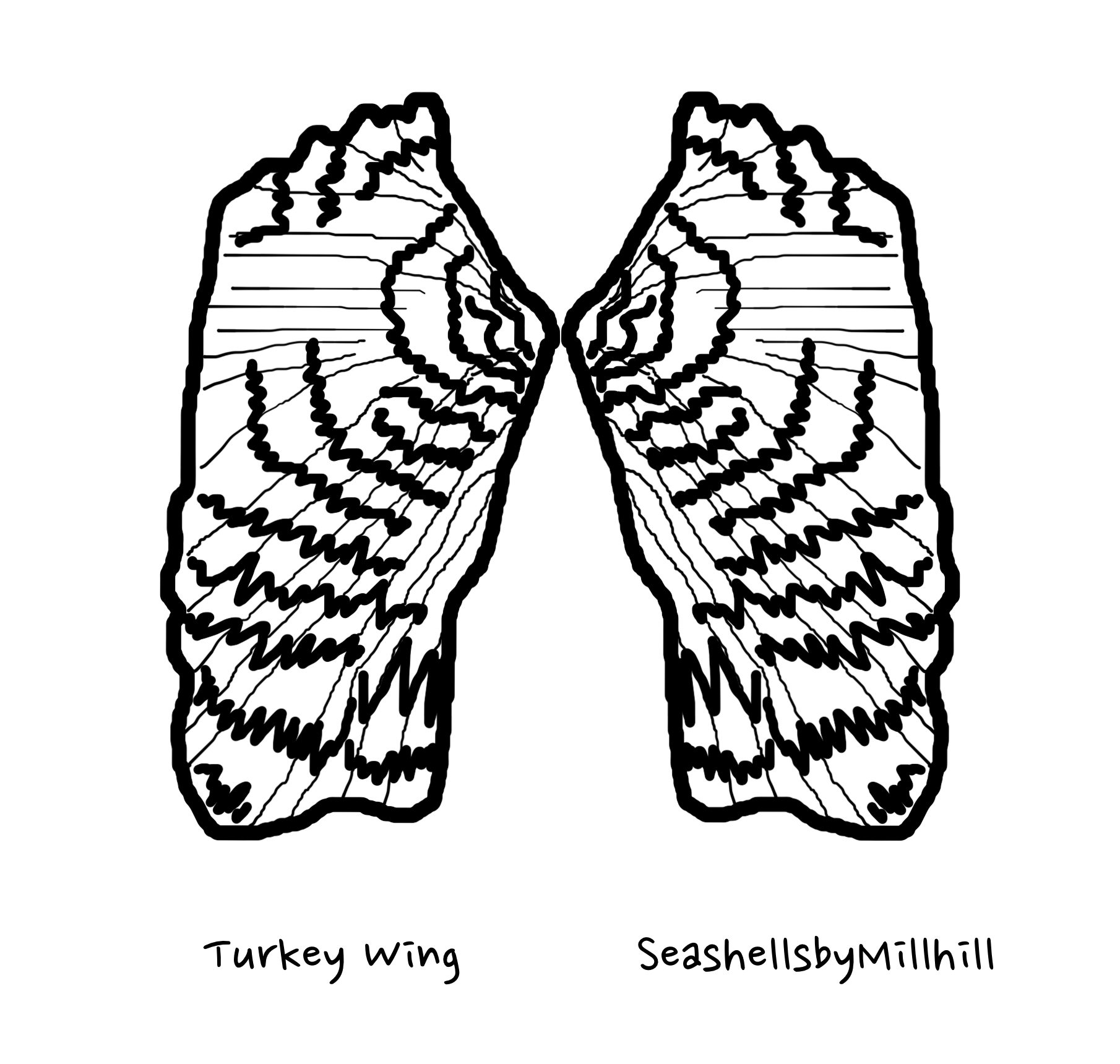 Seashells by MillhillTurkey wing