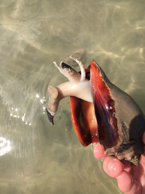 living fighting conch mollusk
