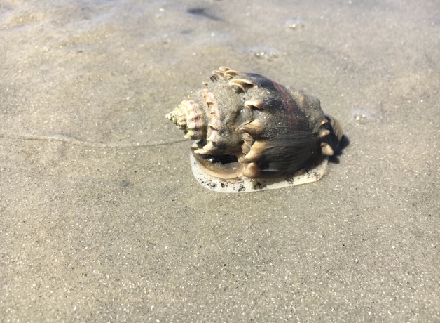 crown conch mollusk foot