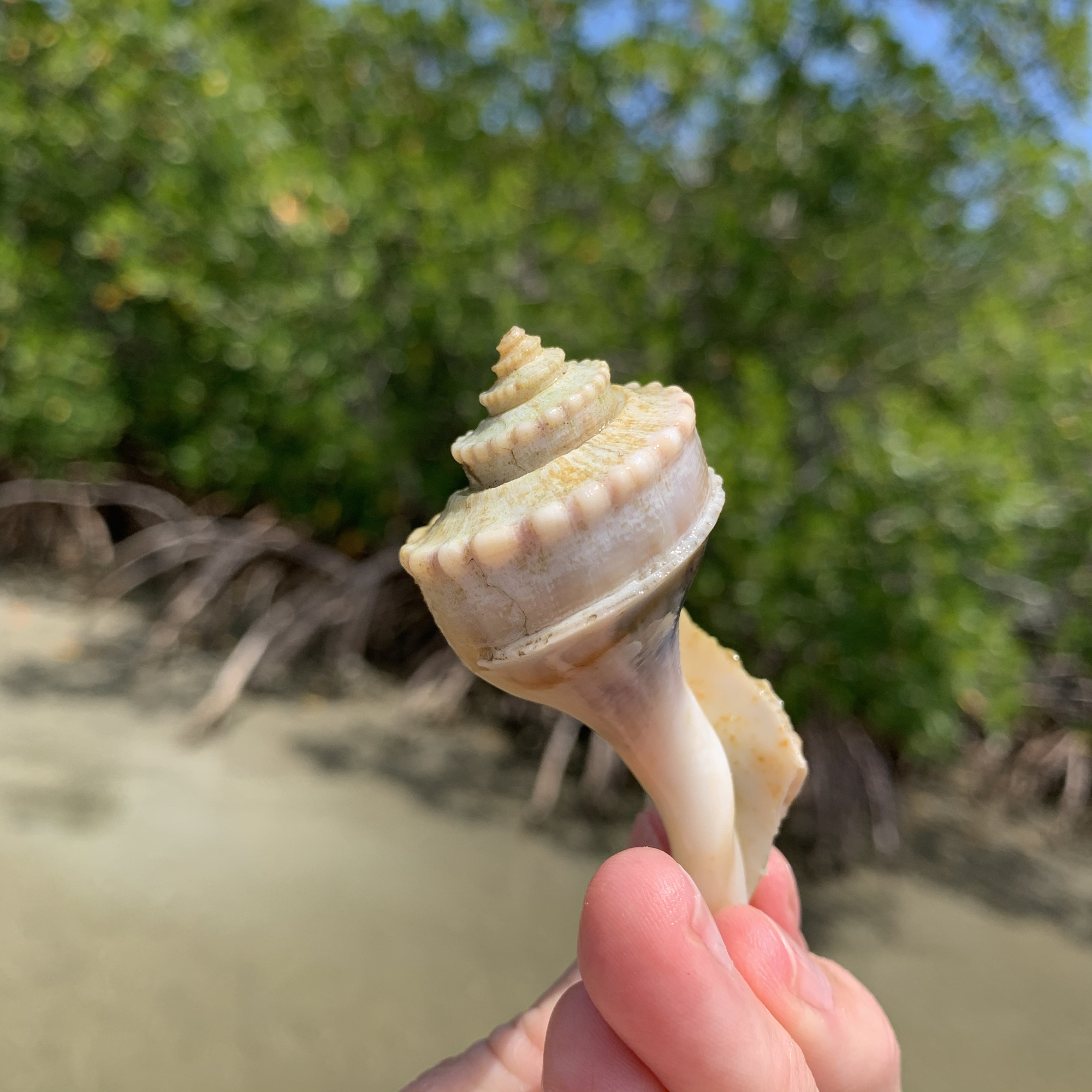 little channeled whelk seashells
