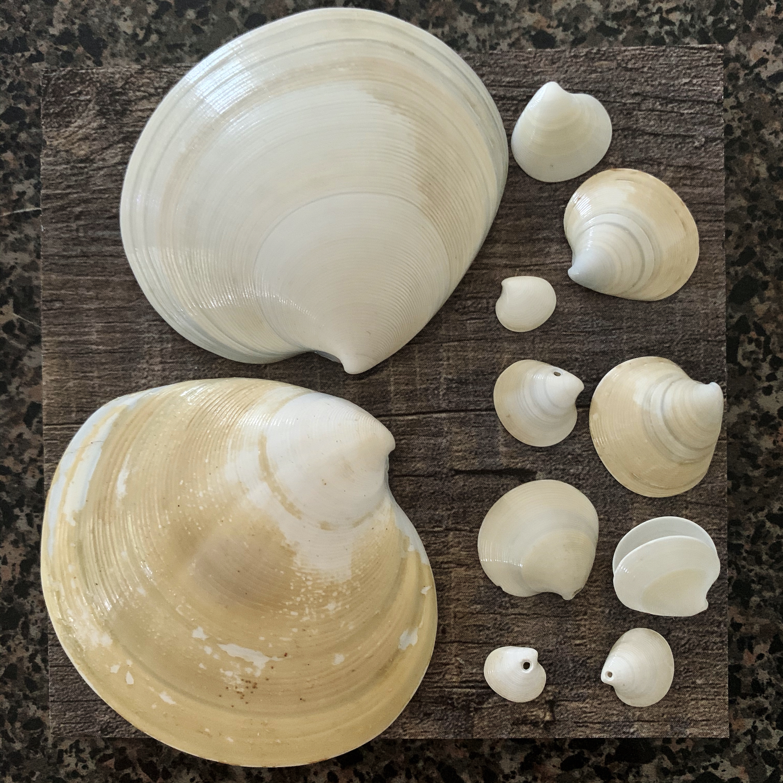 Dosinia clam shells in all sizes