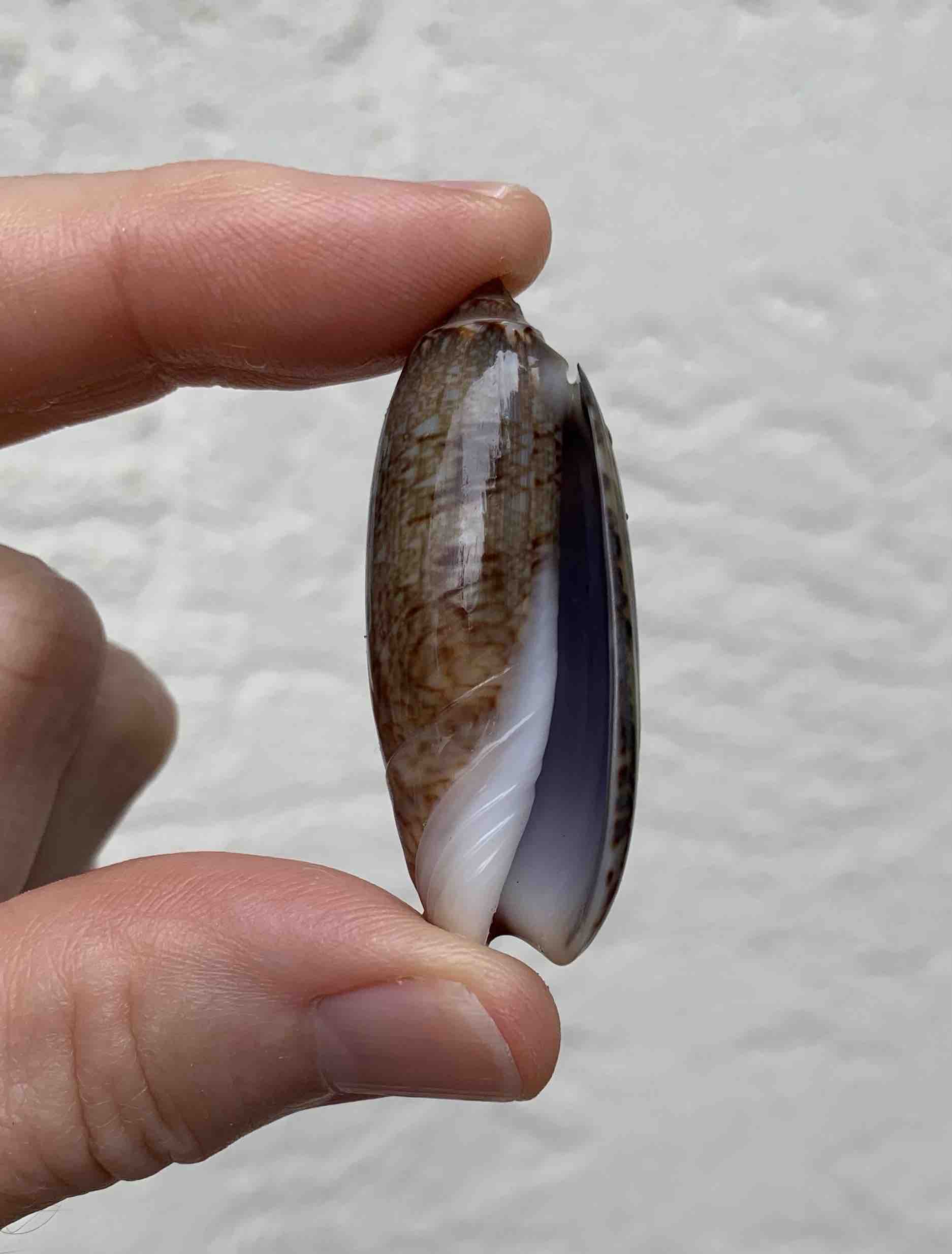 Seashells by Millhillolive inside