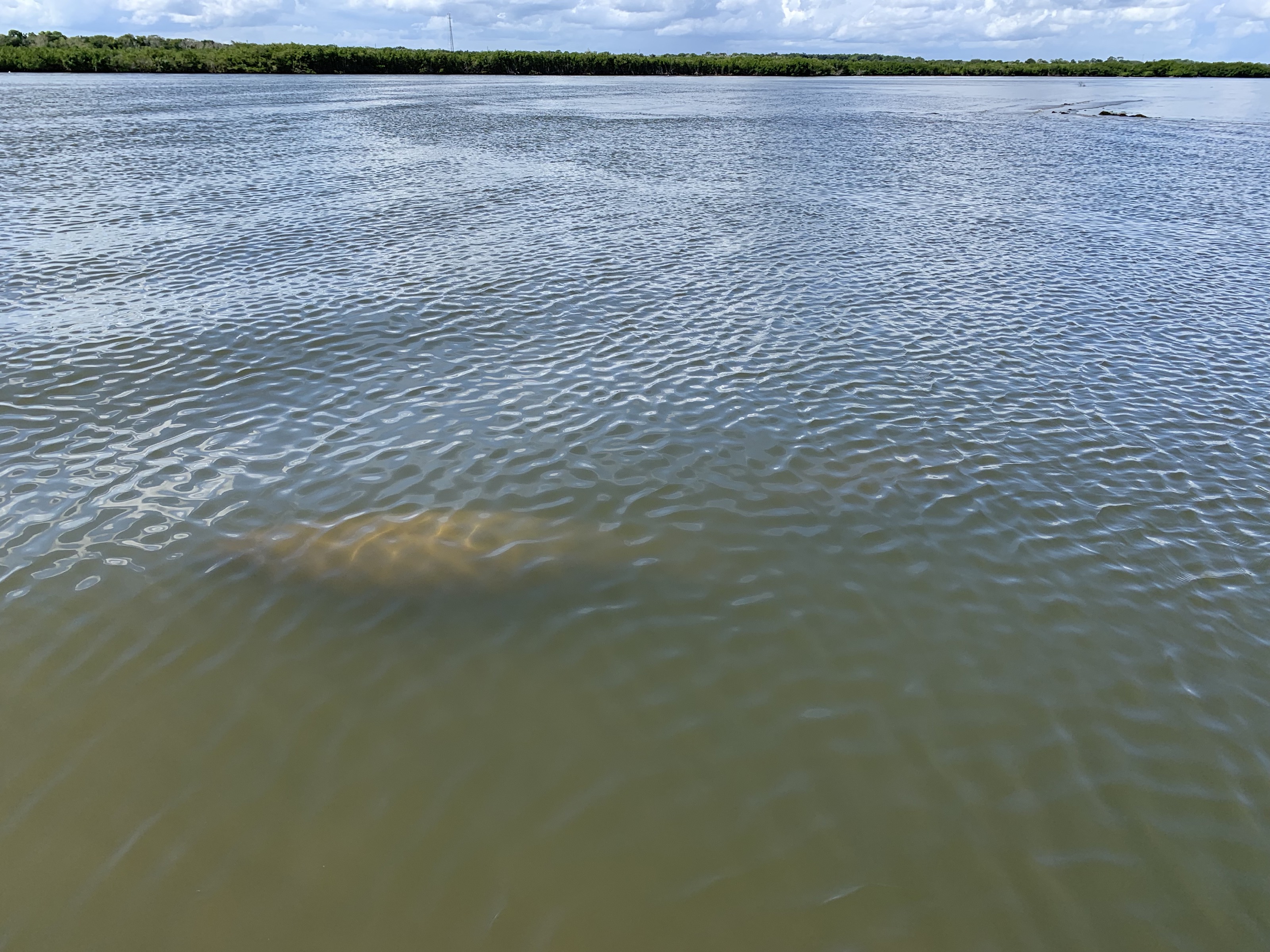 manatee just beneath the water