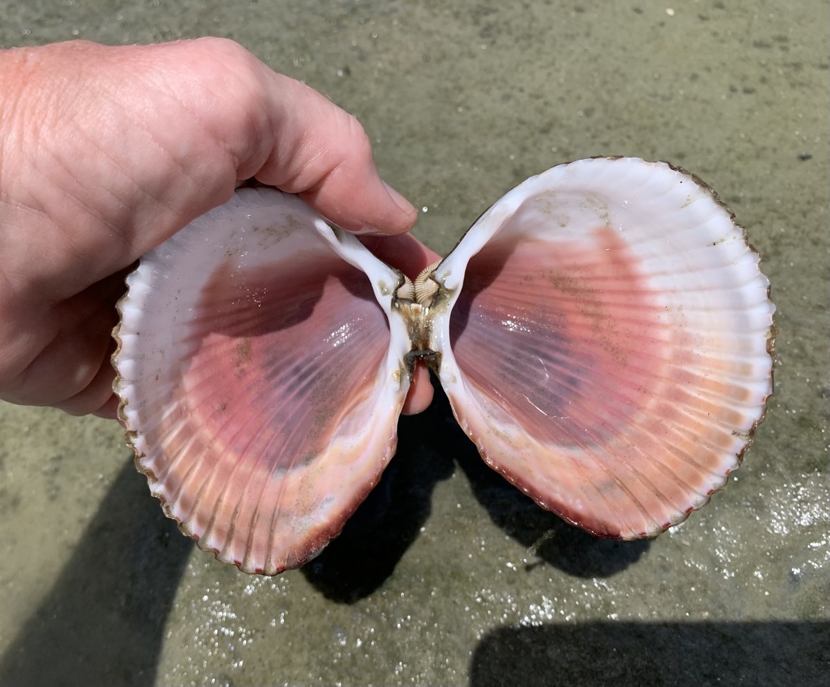 beautiful pink color inside Atlantic giant cockle shells