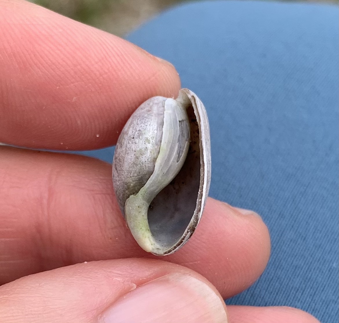 worn bubble shell