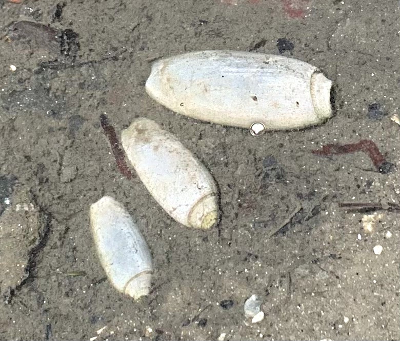 olive shells bleached white